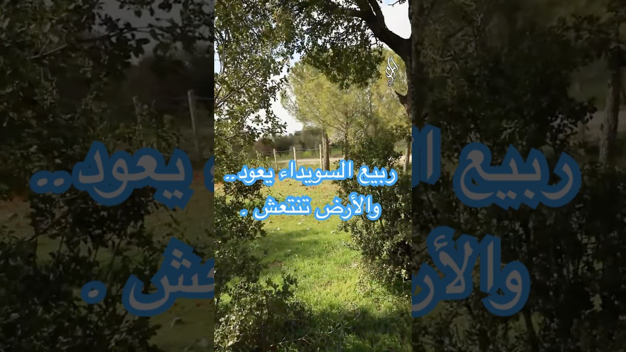 ربيع السويداء يعود 🌱 الأرض تنتعش بعد أمطار الخير