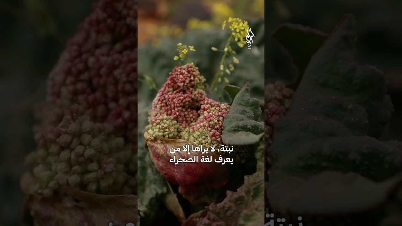 العطرفان… نبتة نادرة من أرض السويداء | فوائدها وأسرارها