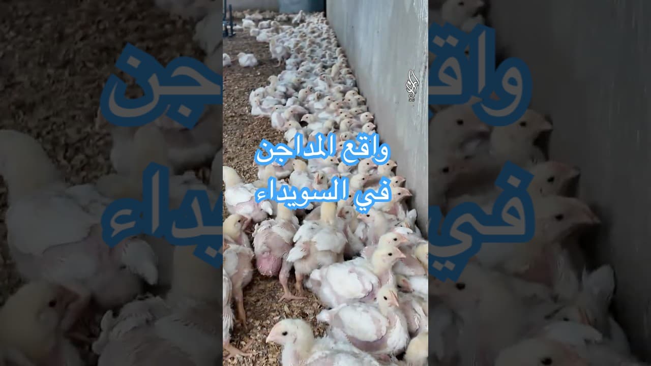 قطاع المداجن في خطر _ ما الذي يحتاجه ليستمر؟