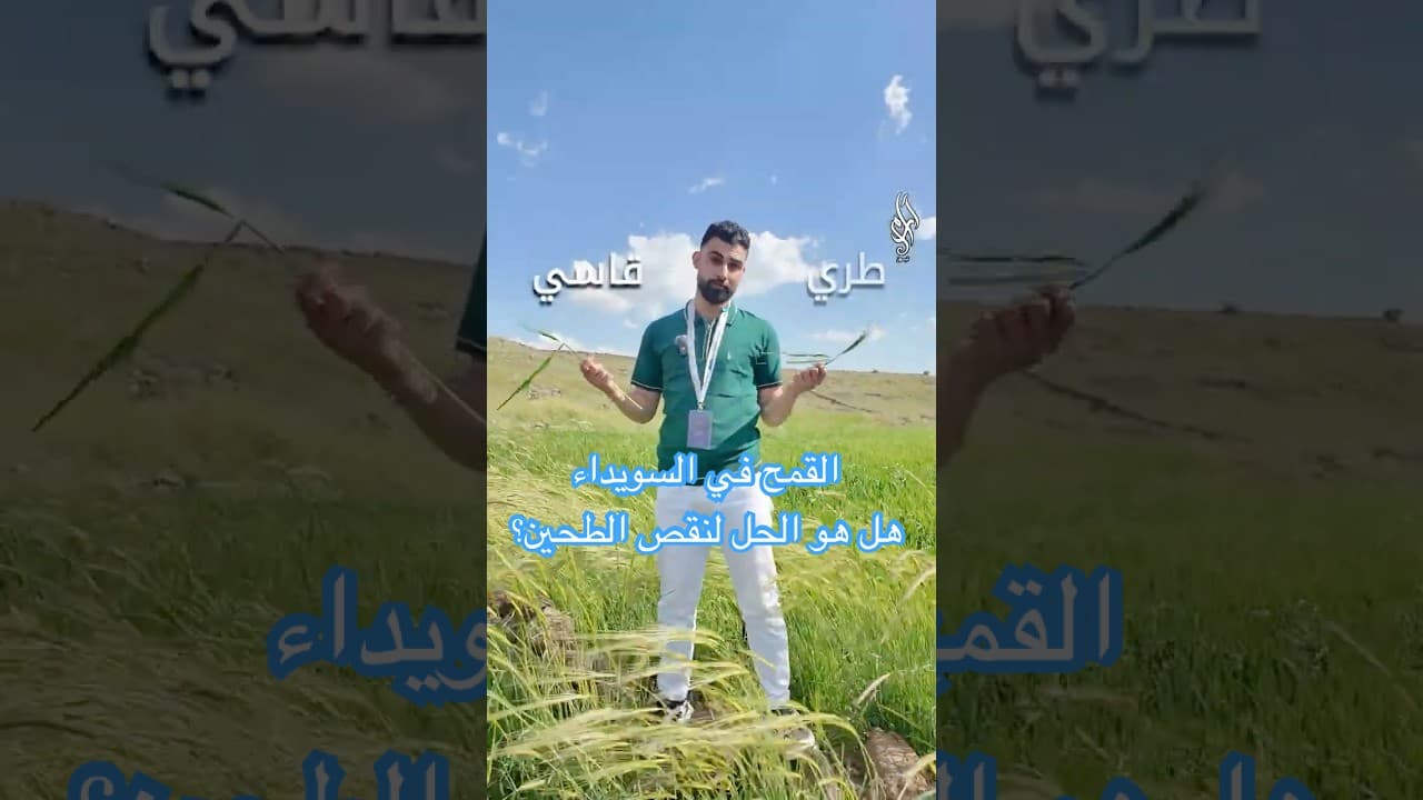 أزمة الخبز في السويداء… هل القمح هو الحل؟