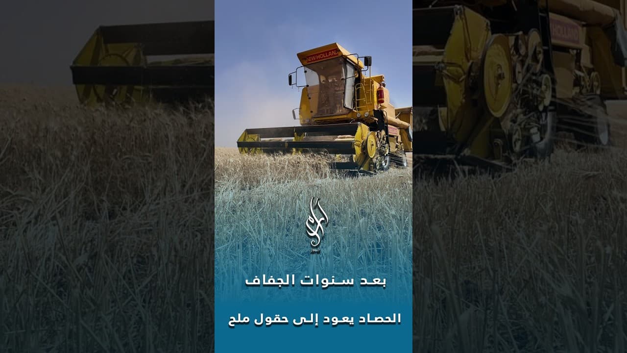 بعد سنوات من الجفاف.. الحصاد يعود إلى حقول قرية ملح