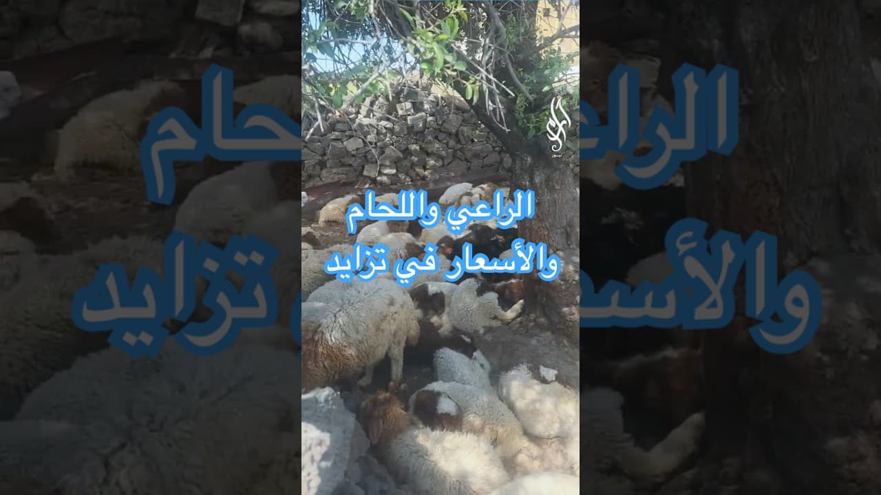 ليش أسعار اللحمة مرتفعة رغم توفر العشب؟ وهل التصدير هو السبب؟